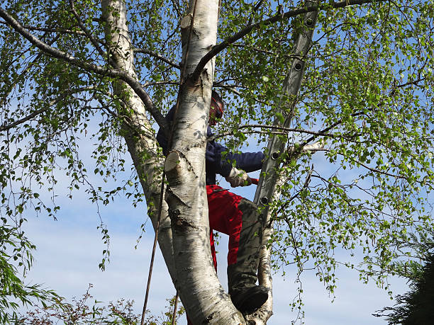 How Our Tree Care Process Works  in  St Regis Park, KY